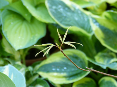 2018-05-14 Acer pentaphyllum.jpg