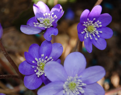 Leberblumchen_S_0528_95.jpg