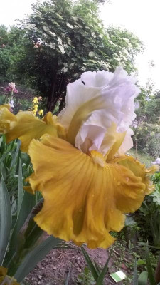 20180514_061326.jpg