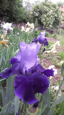 20180514_061144.jpg