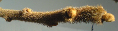 xStrauch-0307.jpg