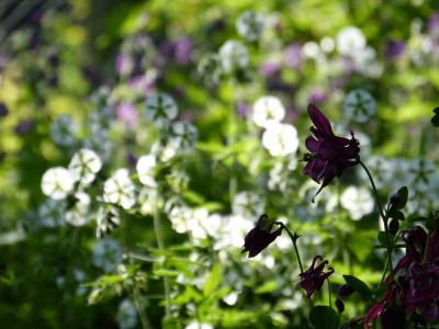 2018-05-13 Gartenimpressionen 6.jpg