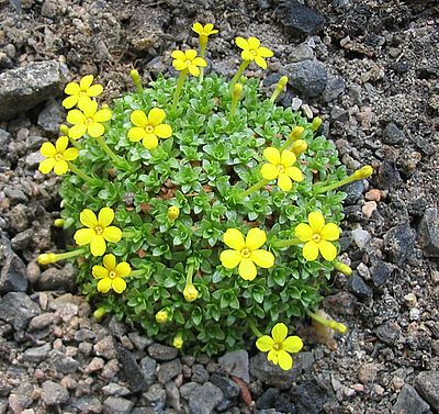 Dionysia_iranica_fars_2007.jpg