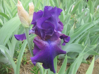 TB Rosalie Figge.JPG