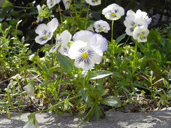 Viola_cornuta-2-klein.gif
