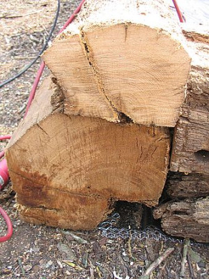 Eichenholz_fars_2007.jpg