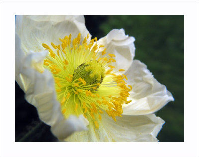 PAPAVER_I_DO_2903.jpg
