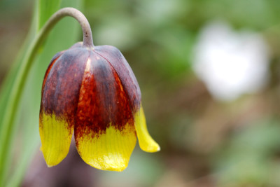 Frit-michailowsky.jpg