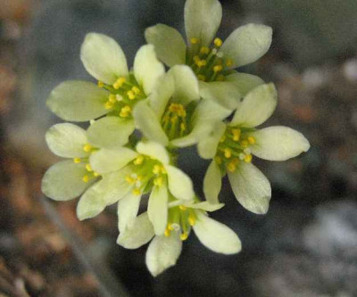 29.3.07._Saxifraga_borisii_Claudia_018.JPG