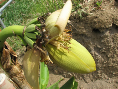 Musa.basjoo2.jpg