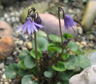 29.3.07._Soldanella_cyanaster__007.JPG