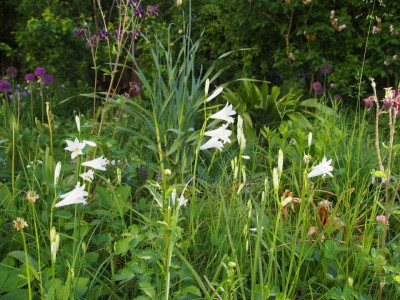 paradisea-wiese.jpg