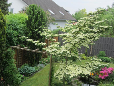 Cornus Venus 3 IMG_7627.jpg