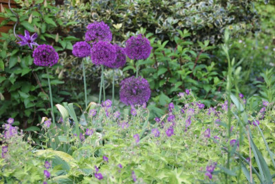 Combi in Violett IMG_9113.jpg