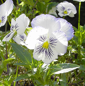 Viola_cornuta-2-Bluete.gif