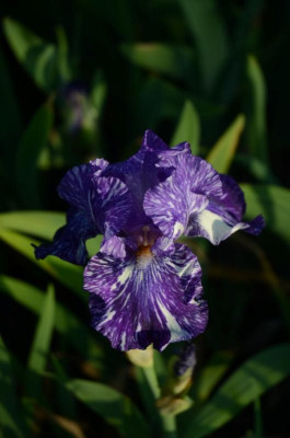 D3059 (Large).JPG