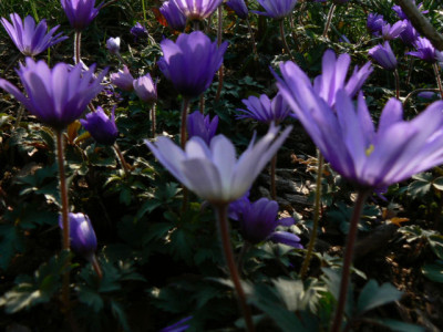 Blau_07_03_28.jpg