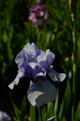 D3070 (Large).JPG