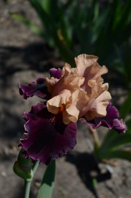 D3084 (Large) (2).JPG