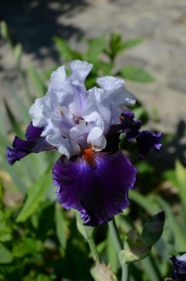 D3087 (Large).JPG