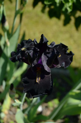 D3089 (Large).JPG