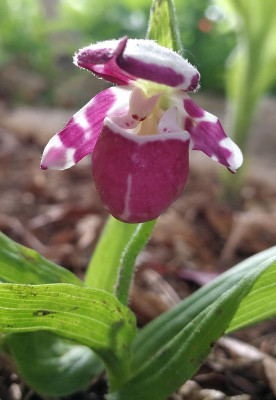 IMG_20180515_124430_eCypripedium guttatum.jpg
