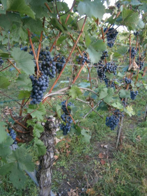 Lemberger, Trollinger, Riesling 002.JPG