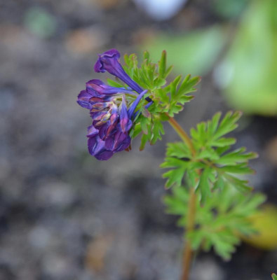 Corydalis-KornsPurple.16-1.jpg