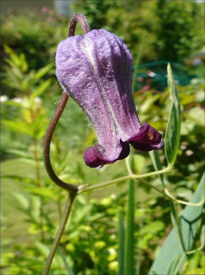 C._hirsutissima.jpg