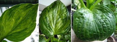 Hosta1.jpg