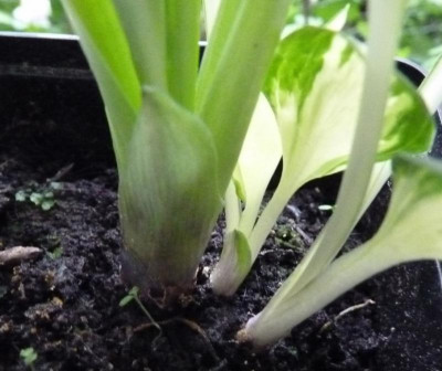 Hosta2.jpg