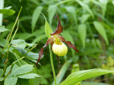2018-05-09 Cypripedium 'Hank Small' 1.jpg