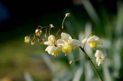 comp_Epimedium2_maerz07.jpg