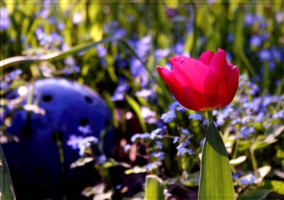 new_MarzTulpe.jpg