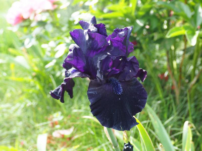 Iris TB Obsidian 2001 Smith P5150035.JPG
