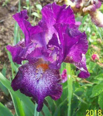 100_7514 Sämling violett gesprenkelt.jpg