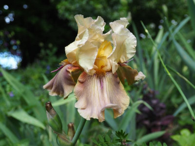 Thornbird P5150026.JPG