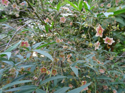 Euonymus cornutus var. quinquecornutus May 2018.JPG
