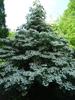 Viburnum plicatum Watanabe May 2018.JPG