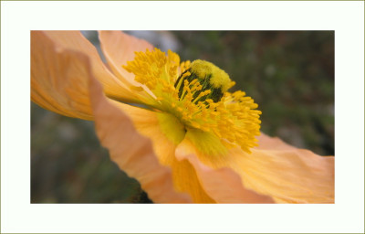 PAPAVER_III_DO_2903.jpg