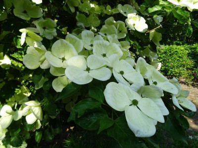 Cornus Venus May 2018 1.JPG