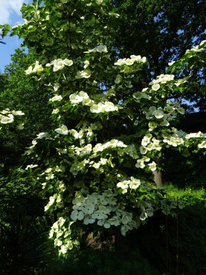 Cornus Venus May 2018 2.JPG