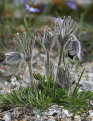 IMG_2321_ePulsatilla_pratensis_var_nigricans.JPG