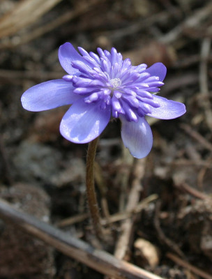 IMG_2301_eHepatica_transsylvanica_gefuellt.JPG