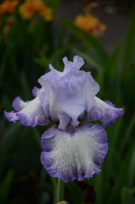 D3133 (Large).JPG