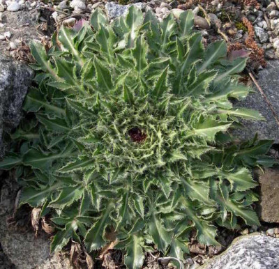 Carduncellus_rhaponticoides_2007-03-30.JPG