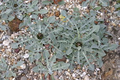 IMG_2325_eCentaurea_pindicola.JPG