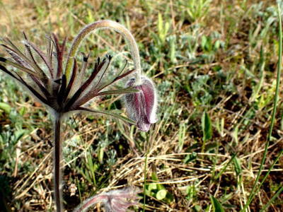 Pulsatilla.jpg