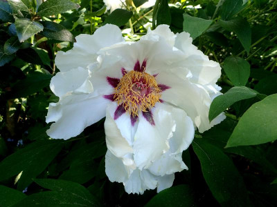 Paeonia suffruticosa Rockii-Hybride.jpg
