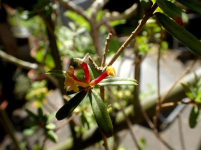 Daphne rosmarinifolia.jpg